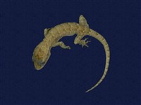 藏品(無疣蝎虎)的圖片